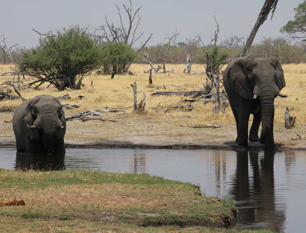 Elephants seen on safari with Okavango Mobile Safaris