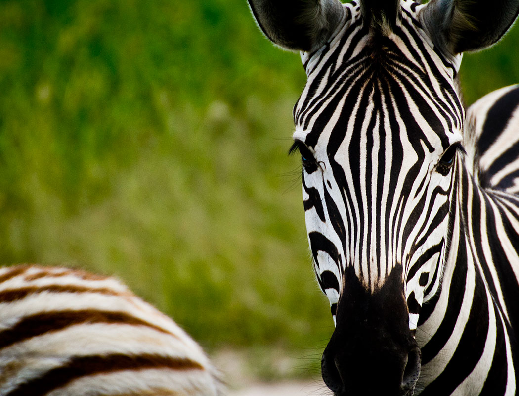 Zebra seen on game drive to Baines Baobabs with Okavango Mobile Safaris, budget camping safaris